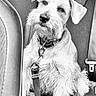 dog, pet, leash, car_seat, canine, animal, black_and_white, fur, collar, seatbelt, indoors, transportation, companion, portrait, sitting, cute, alert, mammal, whiskers, domestic_animal