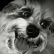 Gucci joined the competition — help win amazing prizes! dog, close_up, black_and_white, tongue_out, fluffy, pet, animal, cute, playful, face, fur, whiskers, nose, eyes, muzzle, portrait, canine, expression, domestic_animal, friendly