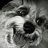 dog, close_up, black_and_white, tongue_out, fluffy, pet, animal, cute, playful, face, fur, whiskers, nose, eyes, muzzle, portrait, canine, expression, domestic_animal, friendly