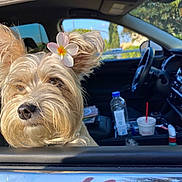 Riri is registered to the contest to win money with this photo: dog, flower, car, window, pet, animal, fur, sunlight, ear, closeup, outdoor, nature, transportation, vehicle, interior, seat, bottle, cup, dashboard, leisure