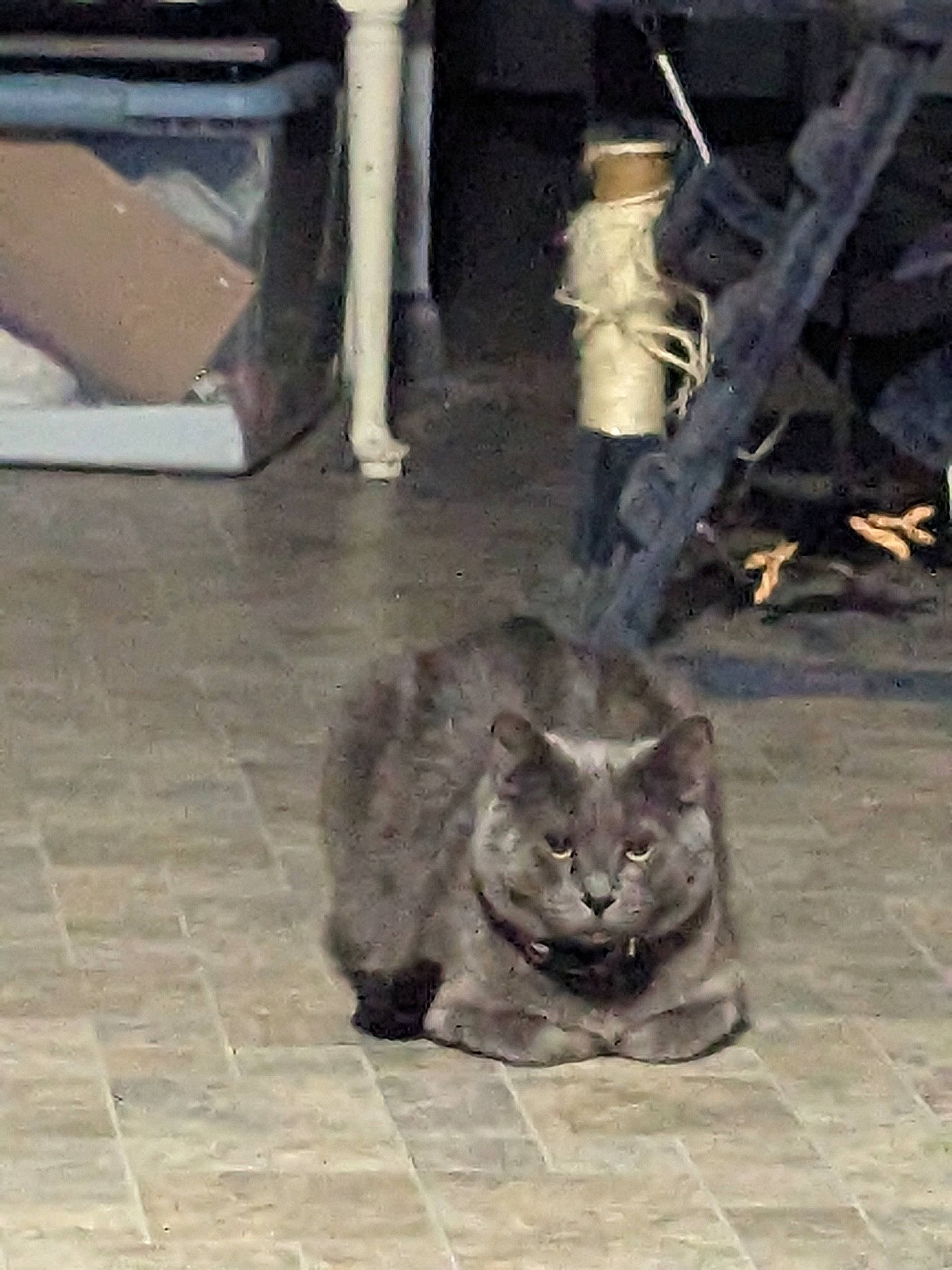 Ash is registered to the contest to win money with this photo: carnivore, cat, domestic_short_haired_cat, felidae, flooring, fur, gas, metal, road_surface, small_to_medium_sized_cats, snout, tail, terrestrial_animal, whiskers, wildlife