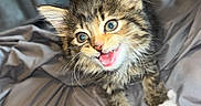 Myrna is registered to the contest to win money with this photo: adorable, animal, bed, blanket, blue_eyes, cat, cute, domestic, expression, feline, fur, indoor, kitten, paws, pet, playful, small, tabby, whiskers, young