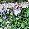 cat, tabby, flowers, greenery, purple_flowers, pink_flower, dog_paw, outdoor, garden, plants, concrete, nature, pet, animal, relaxed, curious, whiskers, ears, paws, floral