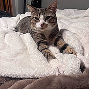 Lilly joined the competition — help win amazing prizes! cat, tabby, pet, animal, indoor, bed, blanket, fur, stretching, relaxed, cozy, whiskers, paws, face, ears, home, comfort, resting, feline, cute