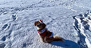 Toby joined the competition — help win amazing prizes! animal, blue_sky, canine, cold, costume, dog, festive, field, fur, holiday_costume, landscape, nature, outdoor, pet, shadow, sitting, snow, sunny, trees, winter