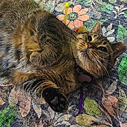 Shadow Trout is registered to the contest to win money with this photo: animal, carpet, cat, close_up, collar, curious, cute, domestic_cat, floral_pattern, fur, indoor, lying_down, mammal, paw, pet, relaxed, resting, striped, tabby, whiskers