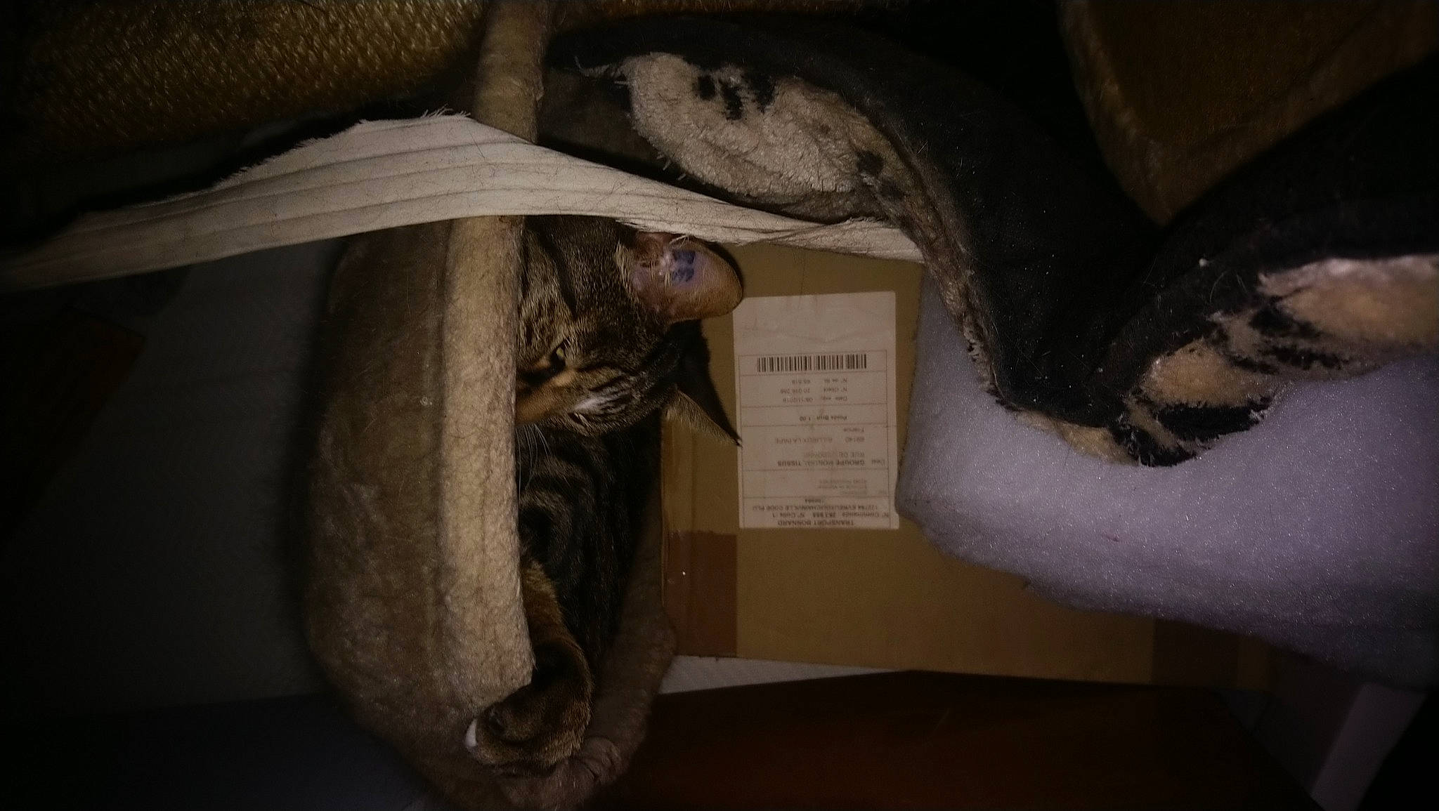 Chandler participe au concours pour gagner de l'argent avec cette photo : artifact, brown, comfort, darkness, fish, fur, grey, room, small_to_medium_sized_cats, still_life_photography, tail, textile, vegetable, visual_arts, whiskers, wood