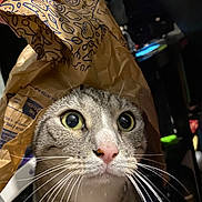 Minus participe au concours pour gagner de l'argent avec cette photo : abyssinian, aluminium, animal, bag, bodypart, box, cat, document, finger, hand, kitten, manx, person, pet, plastic, plasticbag, receipt, text