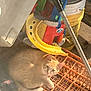 Karamelo is registered to the contest to win money with this photo: cat, tabby_cat, orange_cat, crate, plastic, yellow_bucket, toy, indoor, sunlight, curious, animal, pet, feline, resting, orange, container, colorful, relaxed, paw, ears