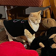 Karamelo is registered to the contest to win money with this photo: cat, indoor, black_sweater, wooden_chair, plush_toys, red_pillow, floor, pet, furniture, animal, cozy, home, orange_cat, white_cat, soft_toy, seating, fabric, warm_lighting, domestic, curious