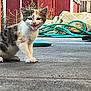 Chispa joined the competition — help win amazing prizes! kitten, cat, calico, animal, pet, outdoor, concrete, barn, red_building, garden_hose, tarp, cute, young, fur, whiskers, small, playful, nature, daylight, expression