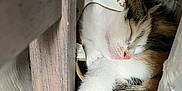 Chispa joined the competition — help win amazing prizes! kitten, sleeping, paw, fur, wood, metal, closeup, resting, cute, animal, pet, indoor, cozy, relaxed, small, whiskers, pink_nose, tabby, calico, quiet