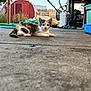 kitten, cat, calico, animal, outdoor, patio, concrete, garden_hose, shed, fence, container, shoe, relaxing, young_cat, pet, curious, household, sunlight, daytime, small_animal