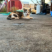Chispa joined the competition — help win amazing prizes! kitten, cat, animal, pet, concrete, backyard, shed, outdoor, fence, container, garden, blurred_background, meowing, fur, resting, playful, small_animal, young_cat, domestic_cat, floor