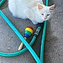Nieve is registered to the contest to win money with this photo: cat, white_cat, blue_eyes, garden_hose, maraca, concrete_floor, pet, animal, curious, outdoor, colorful, toys, feline, fluffy, domestic_animal, playful, closeup, resting, summer, daylight