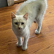 Nieve joined the competition — help win amazing prizes! cat, white_cat, wooden_floor, indoor, pet, animal, curious, standing, ears, tail, door, floor, feline, looking_up, whiskers, paws, domestic_cat, alert, household, young_cat