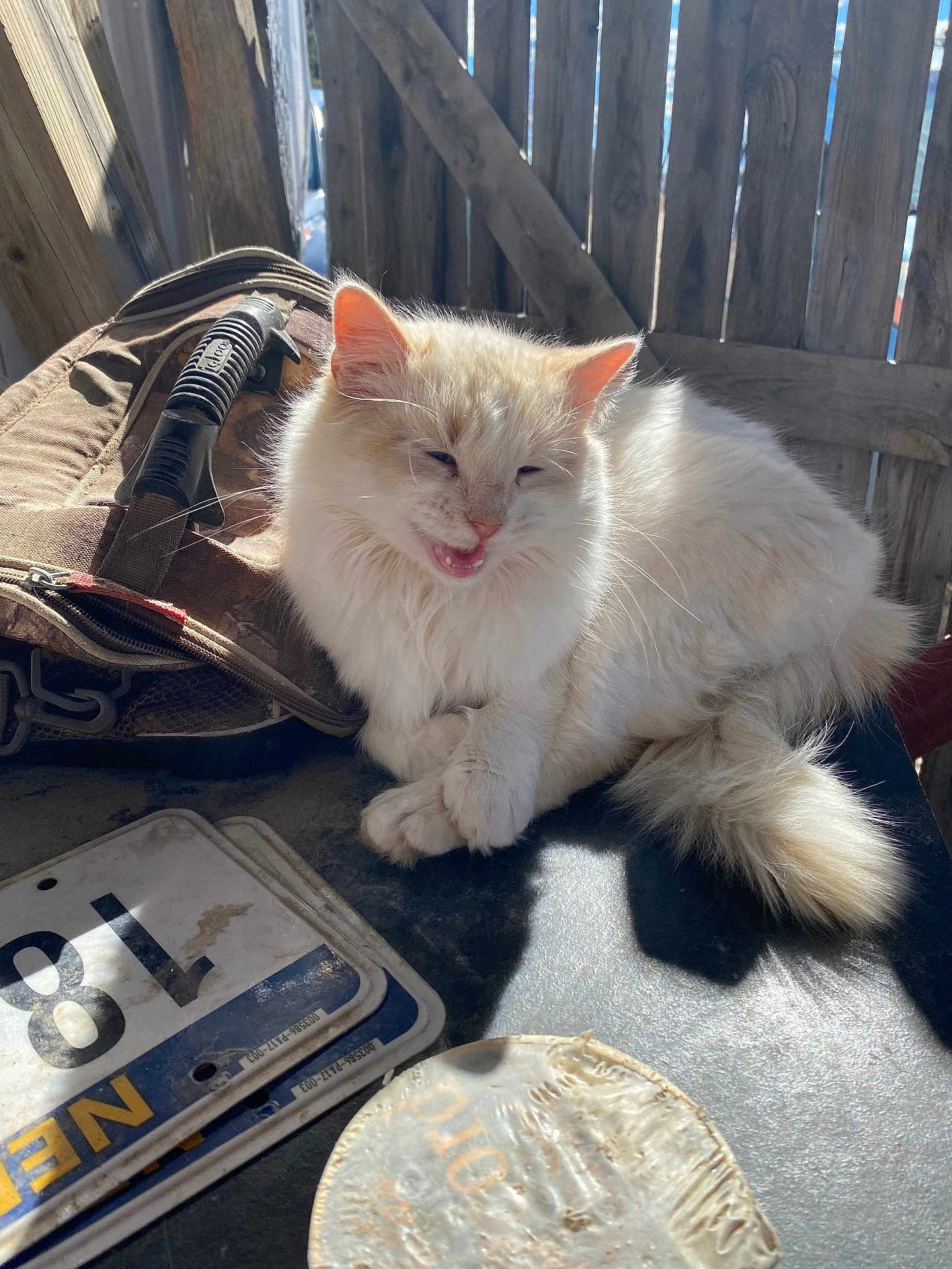 Nieve joined the competition — help win amazing prizes! cat, white_cat, fluffy, animal, pet, license_plate, sunlight, wooden_fence, outdoor, table, rustic, feline, fur, resting, closeup, domestic_cat, shadow, background, vintage, relaxing