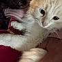 Nieve is registered to the contest to win money with this photo: cat, kitten, pet, animal, fur, closeup, hand, holding, jacket, zipper, person, indoor, soft_light, cute, curious, cozy, furry, domestic_animal, light_colored, calm