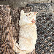 Nieve is registered to the contest to win money with this photo: cat, cream_colored, fluffy, wooden_bench, metal_grate, outdoor, pet, animal, relaxed, feline, fur, whiskers, tail, daylight, texture, resting, curious, nature, closeup, side_view