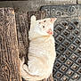 cat, cream_colored, fluffy, wooden_bench, metal_grate, outdoor, pet, animal, relaxed, feline, fur, whiskers, tail, daylight, texture, resting, curious, nature, closeup, side_view