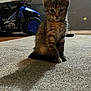 animal, background, carpet, cat, curious, cute, domestic_animal, feline, floor, fur, indoor, kitten, pet, playful, shadow, sitting, small, tabby, toy_vehicle, young