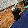Pickle is registered to the contest to win money with this photo: kitten, cat, tabby, wood_floor, carpet, frayed_carpet, toy_ball, indoor, pet, animal, curious, small, furry, playful, looking_up, flooring, blue_fabric, cat_hair, shadow, closeup