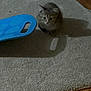 Pickle joined the competition — help win amazing prizes! kitten, cat, gray_cat, tabby, carpet, floor, blue_object, indoor, pet, animal, small_cat, shadow, wood_floor, cute, young_cat, feline, domestic_cat, quiet, resting, home
