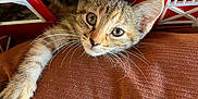 Pickle joined the competition — help win amazing prizes! kitten, cat, paw, red, plastic, playhouse, cushion, brown, curious, pet, indoor, closeup, whiskers, fur, animal, young, cute, eyes, face, resting