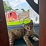 kitten, cat, tabby, animal, pet, outdoor, grass, shed, wood, fence, sky, cloud, relaxed, lying_down, young, playful, nature, daylight, portrait, domestic