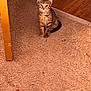 kitten, cat, tabby, carpet, floor, wood_floor, table_leg, indoor, pet, animal, curious, small, young, feline, cute, sitting, looking_up, brown, striped, whiskers