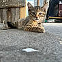 kitten, cat, tabby, animal, pet, feline, young, cute, resting, outdoor, concrete, floor, wood, barn, background, closeup, portrait, whiskers, ears, eyes