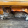 kitten, cat, tabby, lying_down, wooden_floor, furniture, indoor, pet, young_animal, whiskers, relaxed, sleepy, animal, small, cute, striped, paw, close_up, resting, domestic_cat