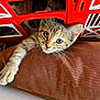 kitten, cat, crate, red, brown_cushion, whiskers, paw, curious, indoor, pet, animal, cute, fur, playful, young_cat, resting, close_up, looking, face, soft