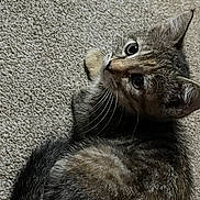 Pickle joined the competition — help win amazing prizes! animal, carpet, cat, closeup, curious, cute, domestic, eyes, feline, fur, indoor, kitten, lying_down, mammal, pet, small, tabby, tail, whiskers, young