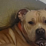 Turbo is registered to the contest to win money with this photo: animal, brown, canine, closeup, collar, companion, couch, dog, domestic_animal, ears, face, fur, indoor, living_room, pet, pillow, portrait, relaxed, resting, sleepy