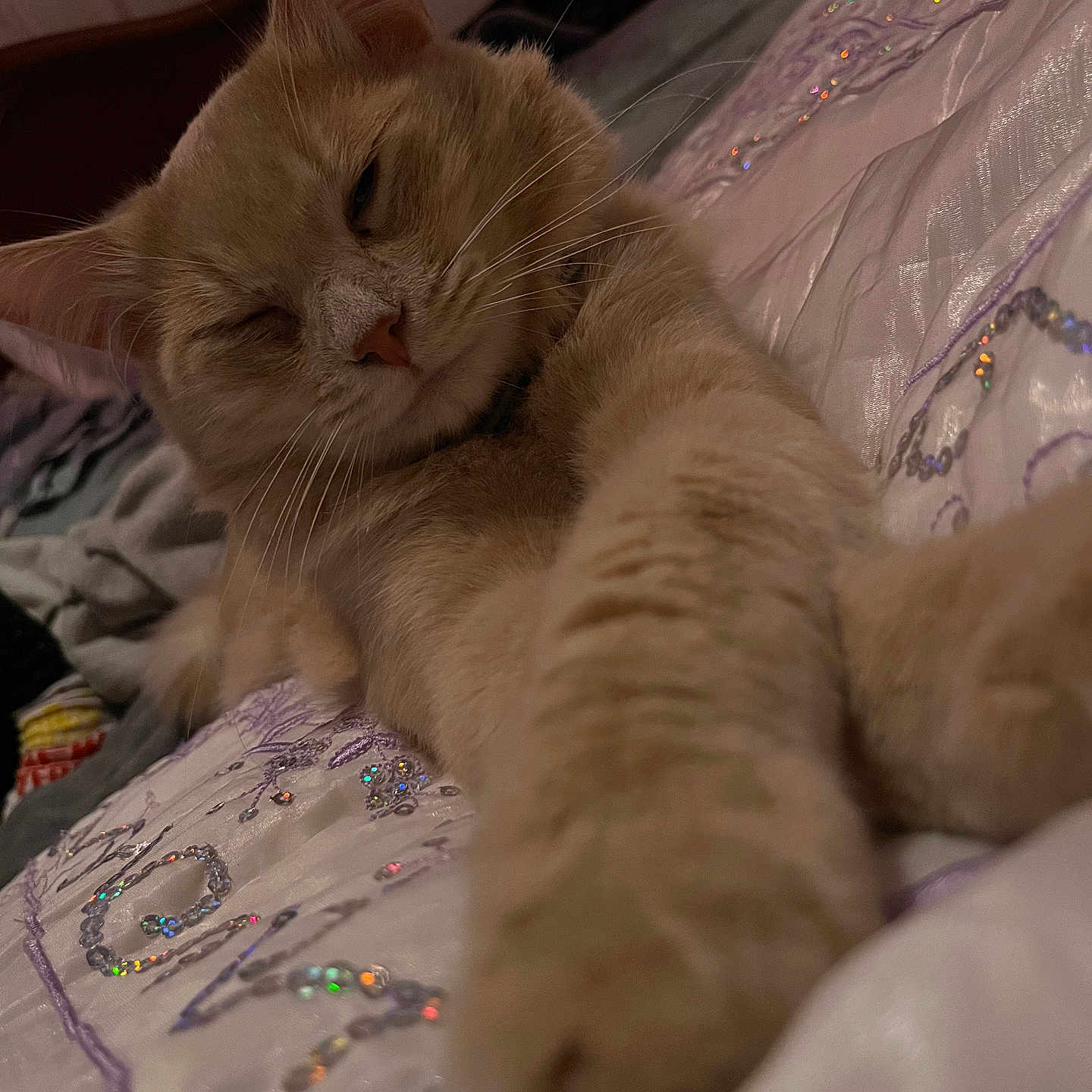 Oliver a rejoint le concours — aidez-le/la à gagner de superbes lots ! animal, bed, beige_cat, blanket, cat, closeup, cozy, cute, embroidery, feline, fur, indoor, paw, pet, relaxed, resting, sleepy, sparkles, stretching, whiskers