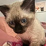 Louie is registered to the contest to win money with this photo: kitten, cat, siamese, blue_eyes, close_up, pet, indoor, bed, blanket, pink, whiskers, ears, portrait, fur, young, cute, domestic_animal, cozy, wall_art, led_lights