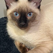 Louie joined the competition — help win amazing prizes! cat, siamese, blue_eyes, fur, whiskers, ears, close_up, portrait, pet, indoor, resting, paw, towel, cream_fur, dark_mask, gaze, cute, feline, cozy, animal