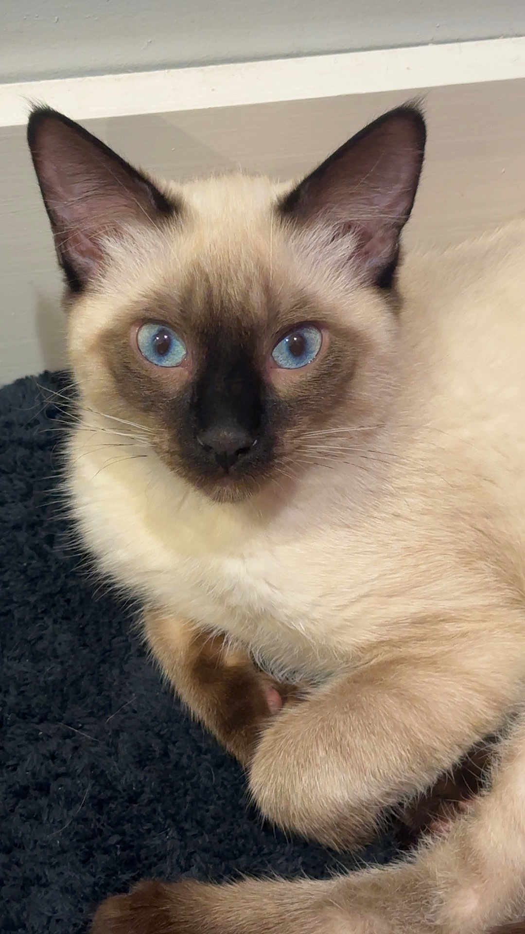 Louie joined the competition — help win amazing prizes! cat, siamese, blue_eyes, fur, whiskers, ears, close_up, portrait, pet, indoor, resting, paw, towel, cream_fur, dark_mask, gaze, cute, feline, cozy, animal