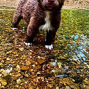 Bella joined the competition — help win amazing prizes! animal, canine, dog, face, grass, green, land, nature, outdoors, pet, plant, pond, puppy, rainforest, rock, soil, summer, tree, vegetation, water