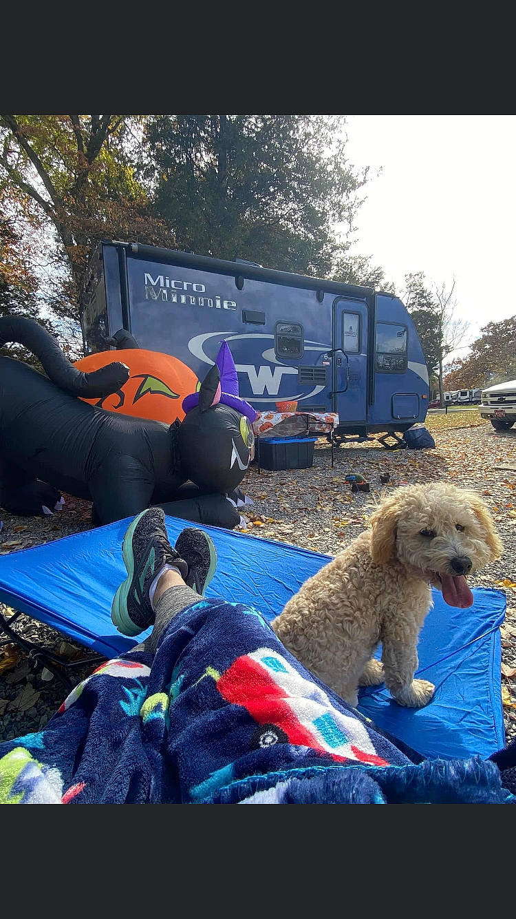Barkley joined the competition — help win amazing prizes! airedale_terrier, backpack, blue, companion_dog, dog, dog_breed, event, fur, grass, motor_vehicle, polar_bear, recreation, sky, snout, soil, tire, tree, truck, wheel, working_animal