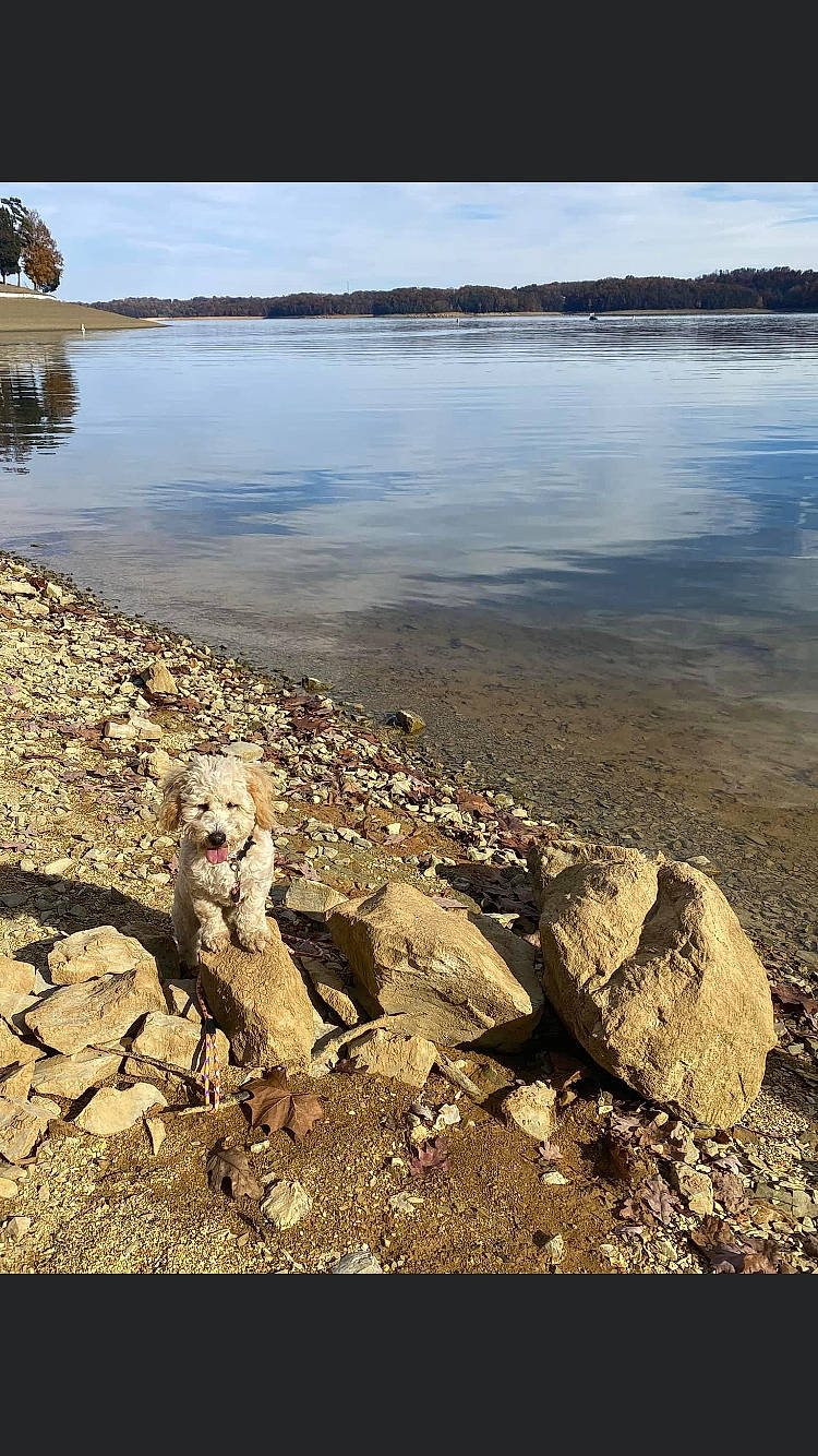 Barkley is registered to the contest to win money with this photo: bank, beach, calm, carnivore, coast, coastal_and_oceanic_landforms, dog, fawn, horizon, lake, landscape, natural_landscape, ocean, rock, sand, shore, sky, sporting_group, water, wood