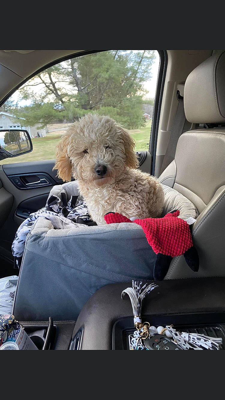 Barkley is registered to the contest to win money with this photo: automotive_design, automotive_exterior, automotive_mirror, car, car_seat, car_seat_cover, carnivore, companion_dog, dog, dog_breed, fawn, head_restraint, mode_of_transport, motor_vehicle, seat_belt, steering_wheel, tree, vehicle, vehicle_door, window