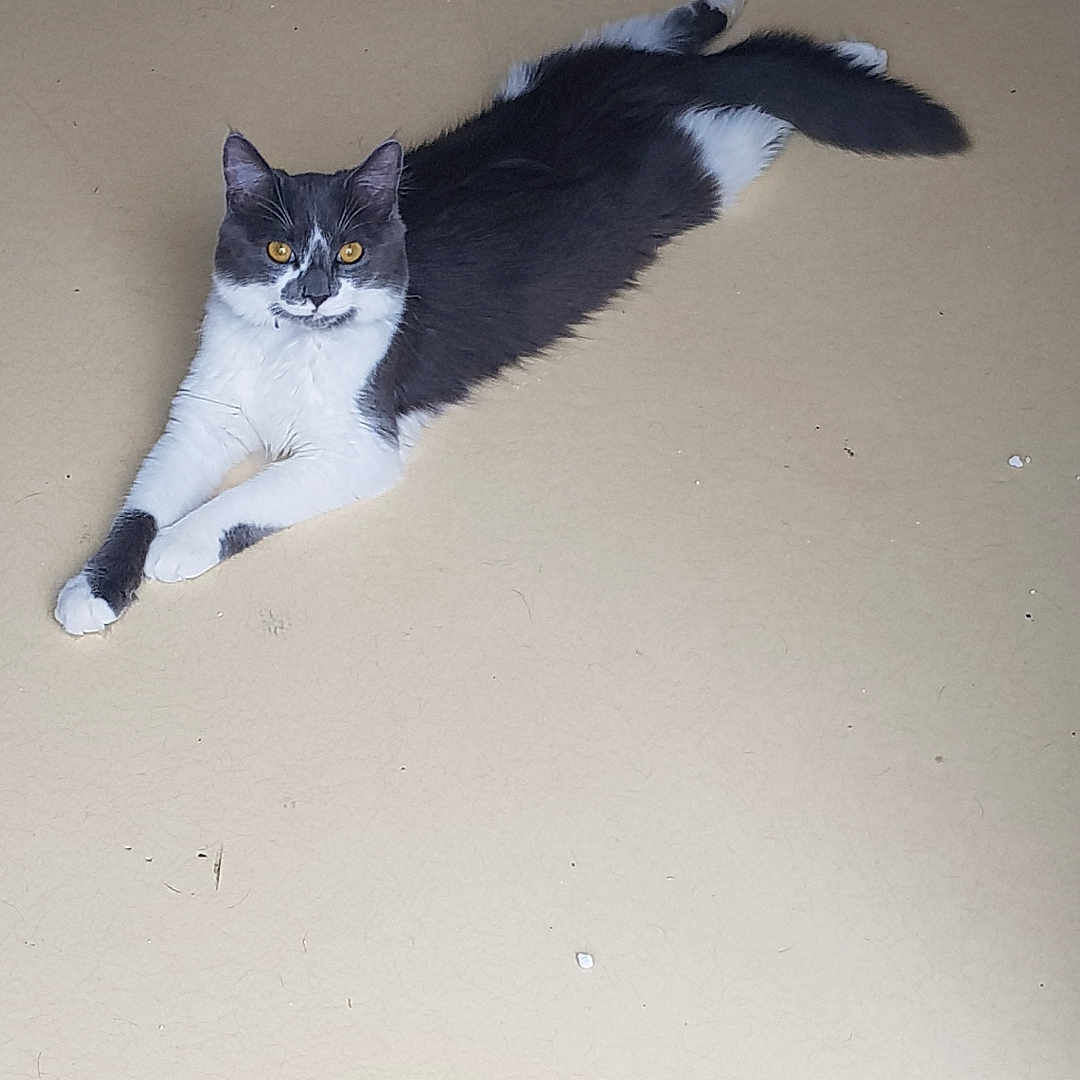 Racaille a rejoint le concours — aidez-le/la à gagner de superbes lots ! abyssinian, accessories, animal, architecture, blackcat, building, canine, cat, dog, furniture, hardwood, husky, indoors, kitten, manx, pet, plywood, slate, strap, wood