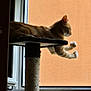 animal, cat, cat_tree, domestic, feline, home, indoor, orange_cat, paws, pet, quiet, relaxing, resting, screen, side_view, silhouette, stretching, sunlight, tabby, window