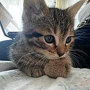 Rio participe au concours pour gagner de l'argent avec cette photo : kitten, cat, tabby, pet, close_up, whiskers, paw, bed, blanket, human, jeans, belt, laptop, indoor, portrait, cute, small, fur, eyes, domestic_animal
