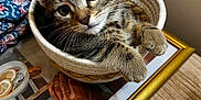 Rio a rejoint le concours — aidez-le/la à gagner de superbes lots ! cat, kitten, tabby_cat, basket, rope_basket, whiskers, paws, green_eyes, close_up, portrait, indoor, table, wood_table, picture_frame, gold_frame, fabric, blanket, cozy, pet, curled_up