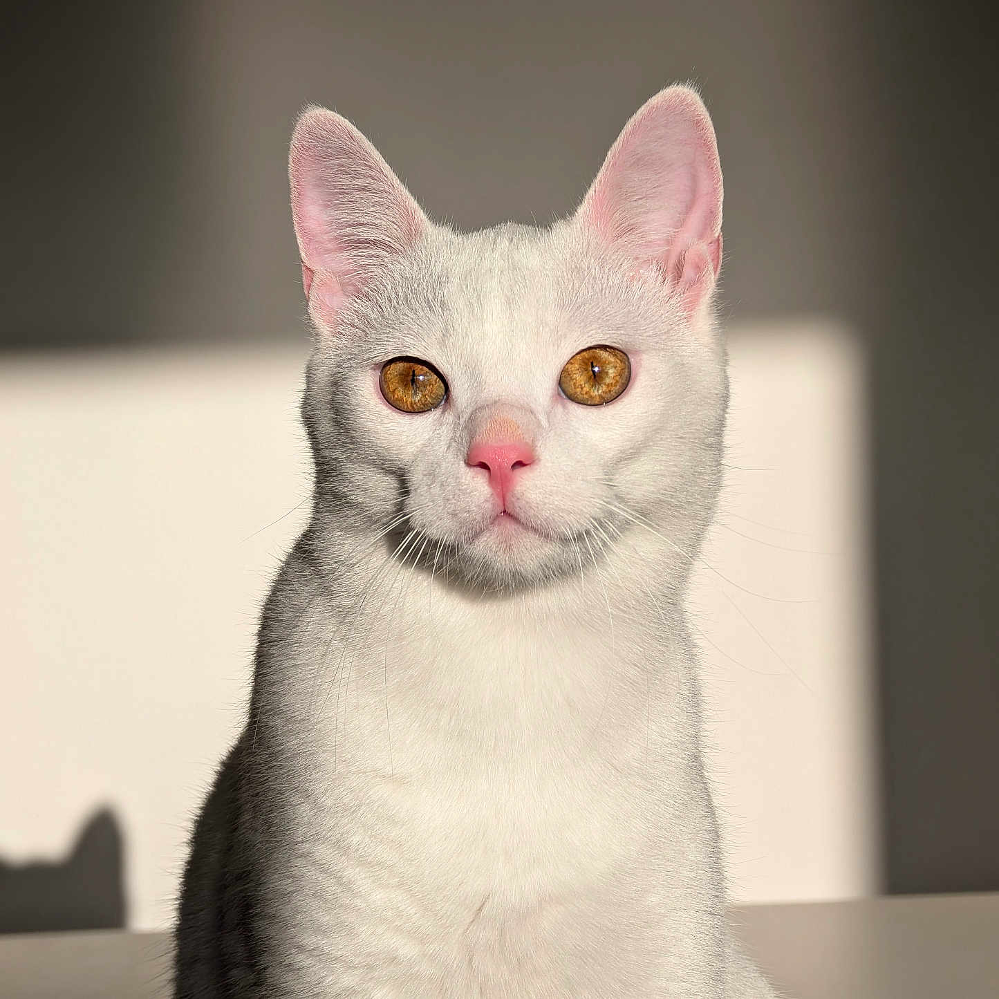 Yuki a rejoint le concours — aidez-le/la à gagner de superbes lots ! amber_eyes, animal, calm, cat, closeup, cute, domestic_cat, ears, face, feline, fur, indoor, pet, pink_nose, portrait, shadow, sitting, soft_light, whiskers, white_cat