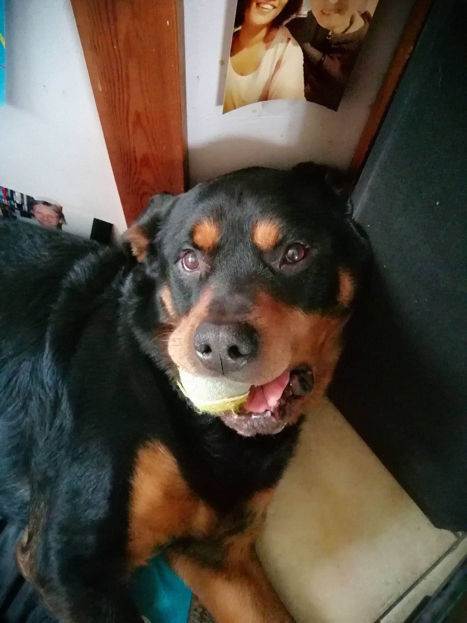 Farouk a rejoint le concours — aidez-le/la à gagner de superbes lots ! canidae, carnivore, dog, dog_breed, huntaway, mammal, nose, rottweiler, snout, sporting_group, vertebrate, working_dog