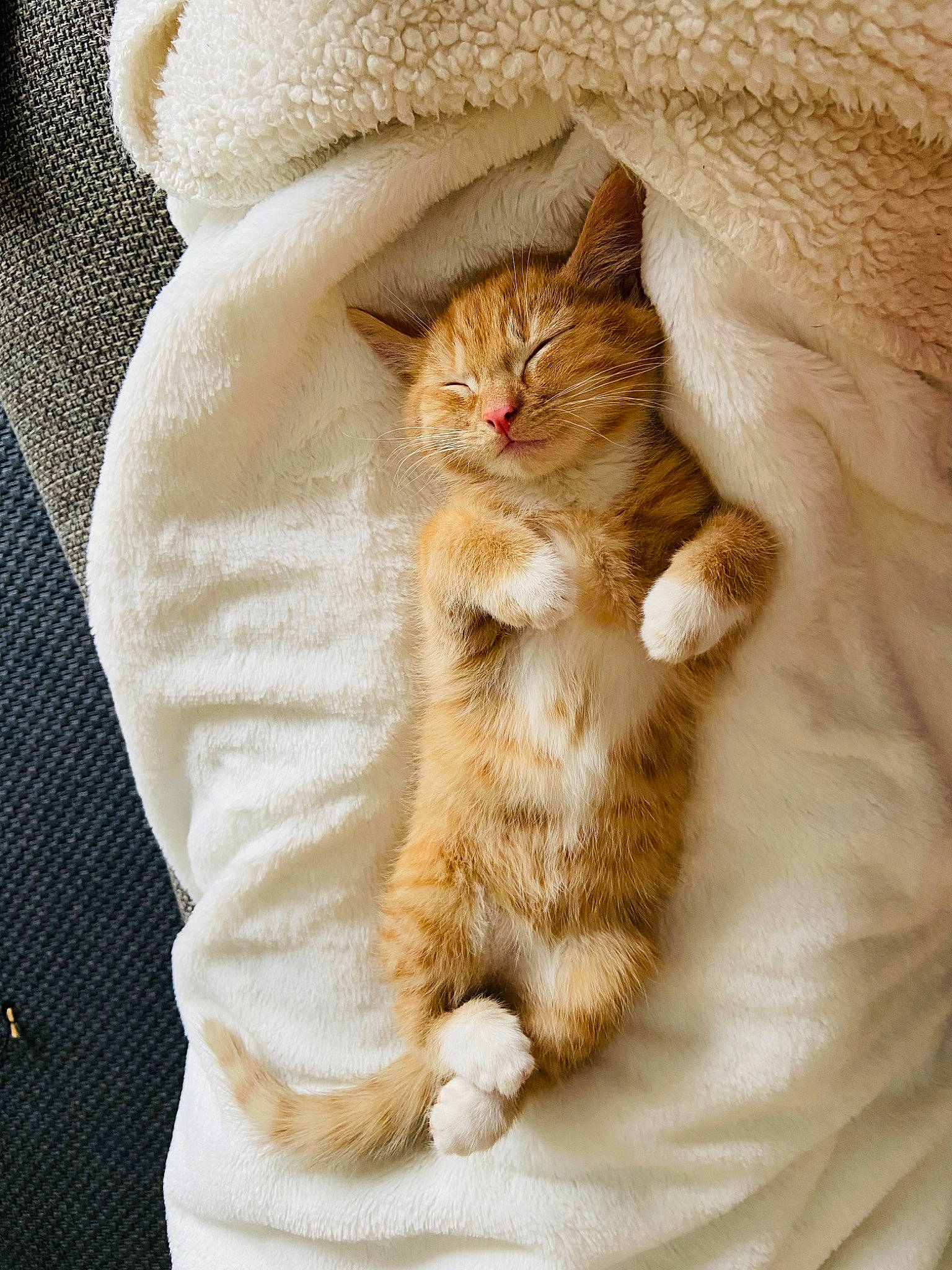 Smoky participe au concours pour gagner de l'argent avec cette photo : carnivore, cat, claw, comfort, domestic_short_haired_cat, fawn, felidae, fur, knitting, linens, paw, peach, small_to_medium_sized_cats, snout, tail, whiskers, window, wood, wool